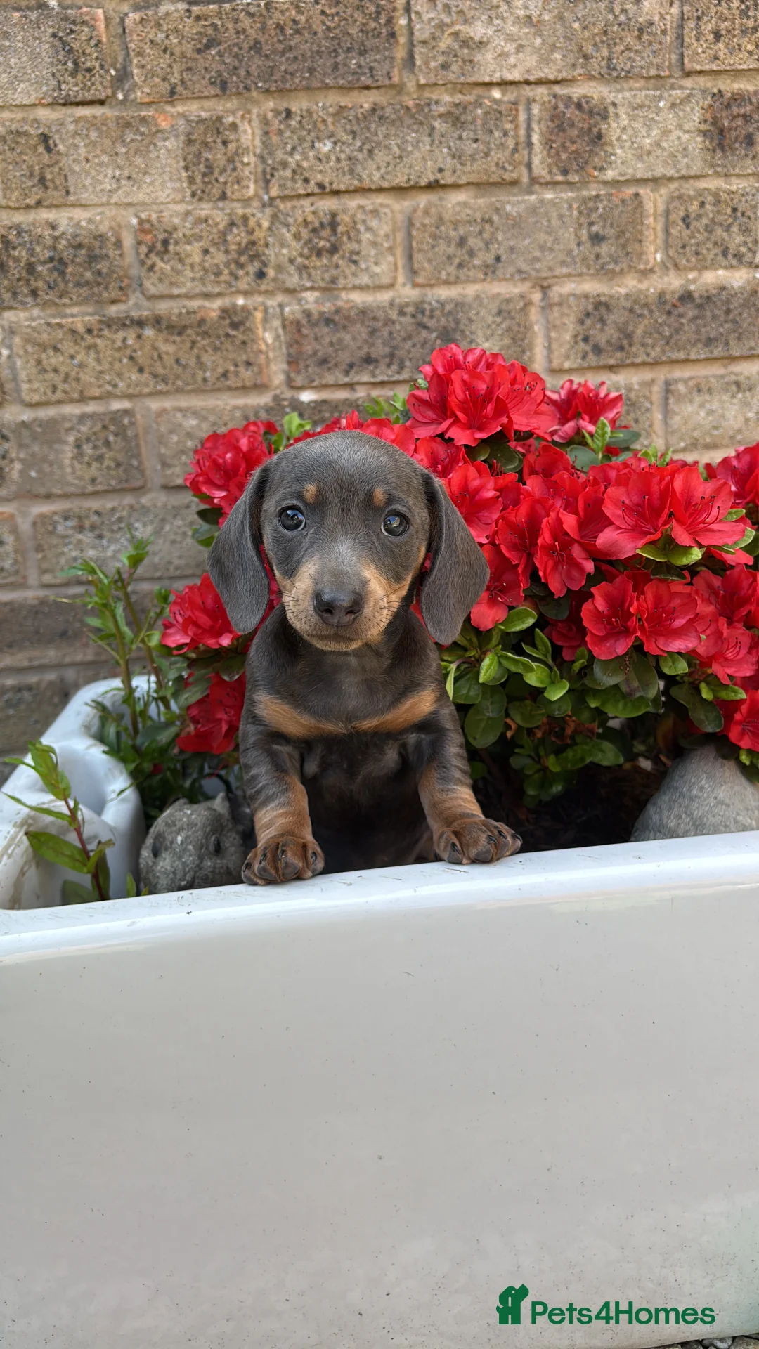 Miniature Dachshund dogs for stud: Kc Miniature chocolate daschund for stud  - Advert 10