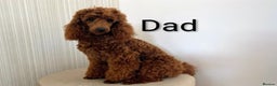 Cavapoo dogs for sale: F1B Deep Fox Red Puppies - Advert 8