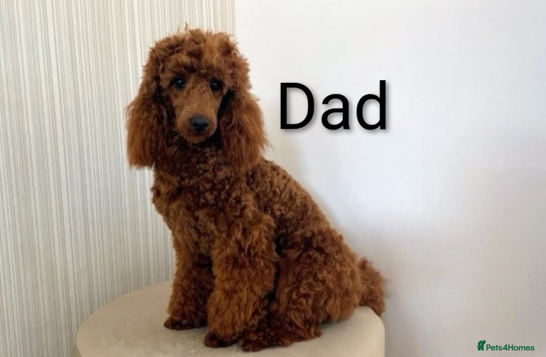 Cavapoo dogs for sale: F1B Deep Fox Red Puppies - Advert 8