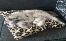 Ragdoll cats for sale: Beautiful 10-Week-Old Blue Point Ragdoll Kittens - Image 7
