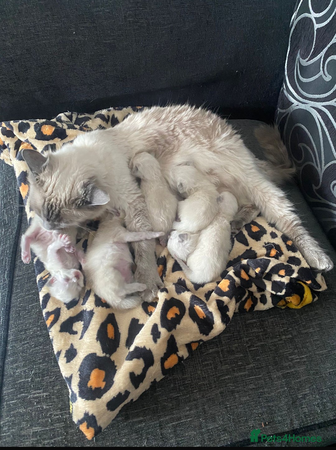 Ragdoll cats for sale: Beautiful 10-Week-Old Blue Point Ragdoll Kittens - Image 7
