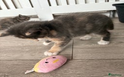 Domestic Shorthair cats for sale: Last little girl kitten from litter of 5  - Image 3