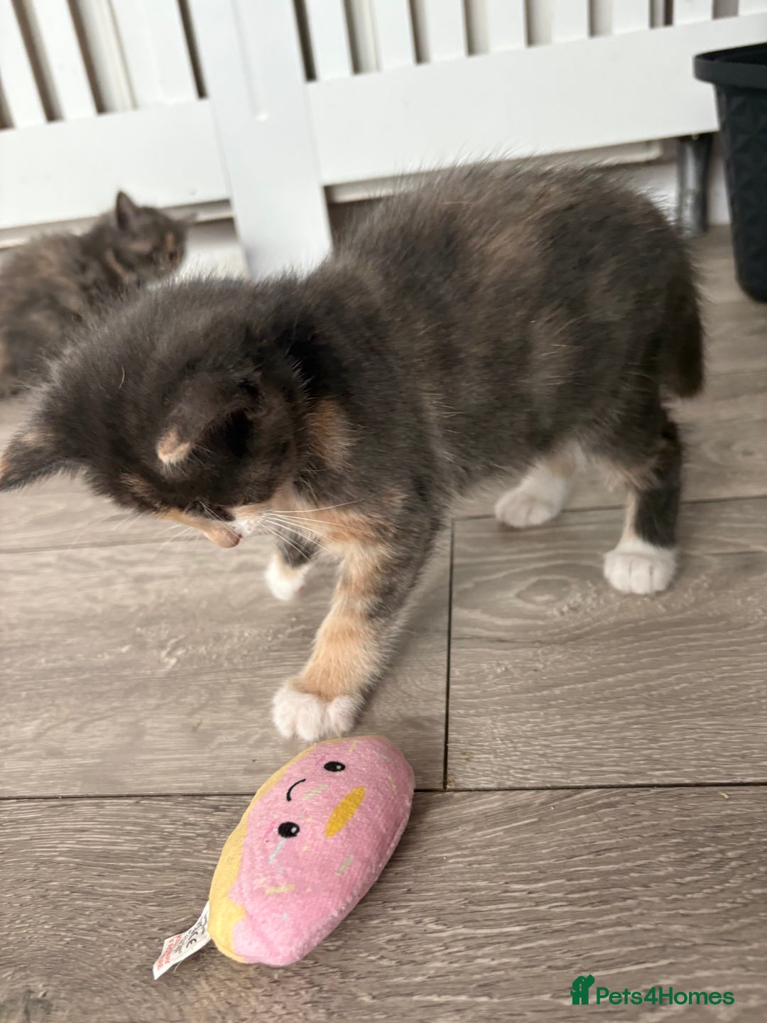 Domestic Shorthair cats for sale: Last little girl kitten from litter of 5  - Image 3