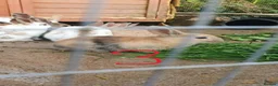 Mixed Breed rabbits for sale: 9 Beautiful Baby Rabbits - Advert 5