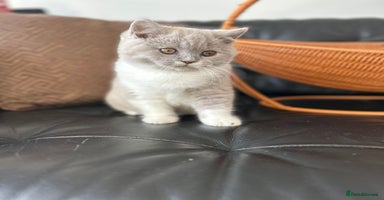 British Shorthair cats 2 Beautiful British Shorthair Girls left - Advert 10
