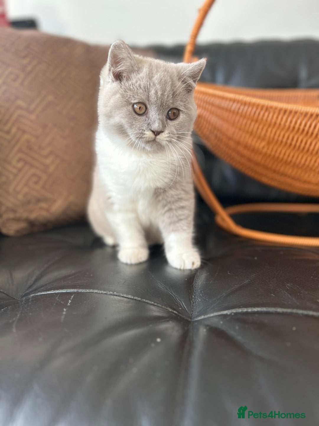 British Shorthair cats for sale: Beautiful British Shorthair Kittens - Advert 5