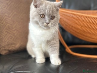 British Shorthair cats 2 Beautiful British Shorthair Girls left - Advert 17