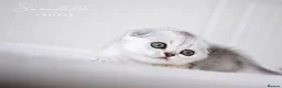 Scottish Fold cats for sale: Scottish Fold Healthy & Socialised - Advert 6