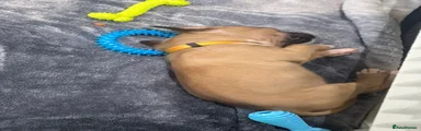 Mixed Breed 4
