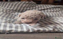 Toy Poodle dogs for sale: Toy poodles Genetic health tested  - Image 9