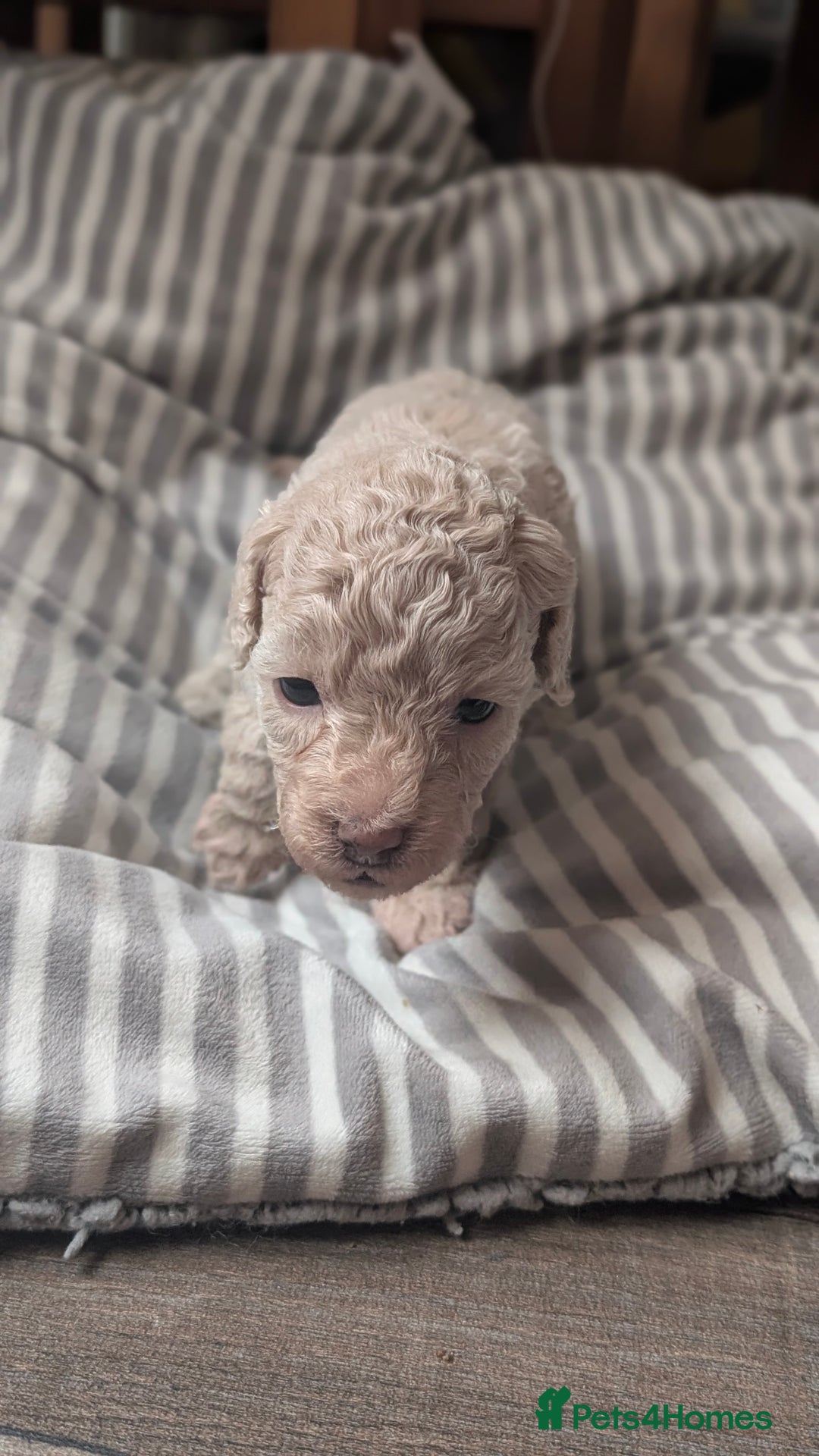 Toy Poodle dogs for sale: Toy poodles Genetic health tested  - Image 9