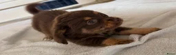 Mixed Breed dogs for sale: Dachshund x Pomchi Puppies – 2 Boys & 2 Girls in Pontefract - Advert 12