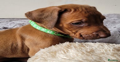 Rhodesian Ridgeback dogs - Advert 3