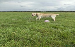 Labrador Retriever dogs for sale: 1 Year Old Lab Retriever Male - Image 2