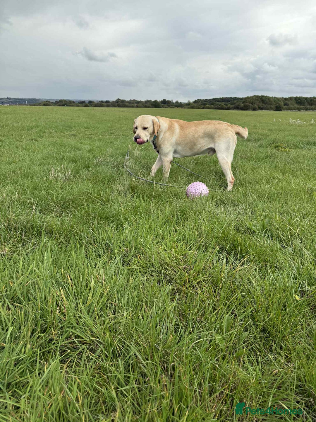 Labrador Retriever dogs for sale: 1 Year Old Lab Retriever Male - Image 2
