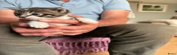 Mixed Breed cats for sale: Gorgeous kittens - Advert 7