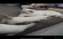 Ragdoll cats for sale: Beautiful Ragdoll kittens  - Image 15