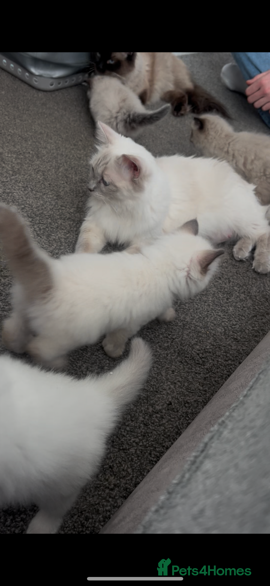 Ragdoll cats for sale: Beautiful Ragdoll kittens  - Image 15