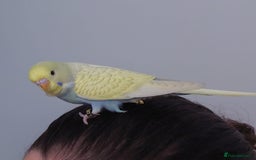 Budgerigars birds for sale: Hand reared silly tame baby budgies  - Image 6