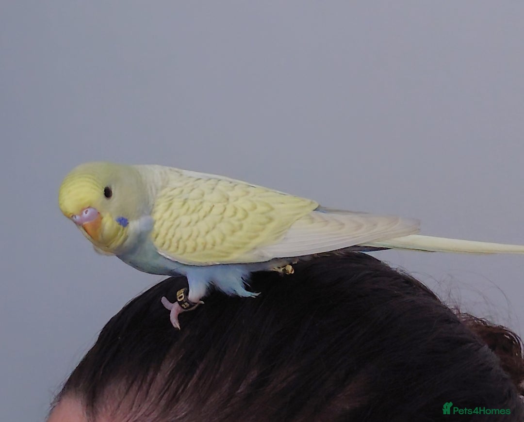 Budgerigars birds for sale: Hand reared silly tame baby budgies  - Image 6