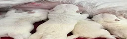 West Highland Terrier dogs for sale: Traditional west highland white terrier puppies - Advert 7