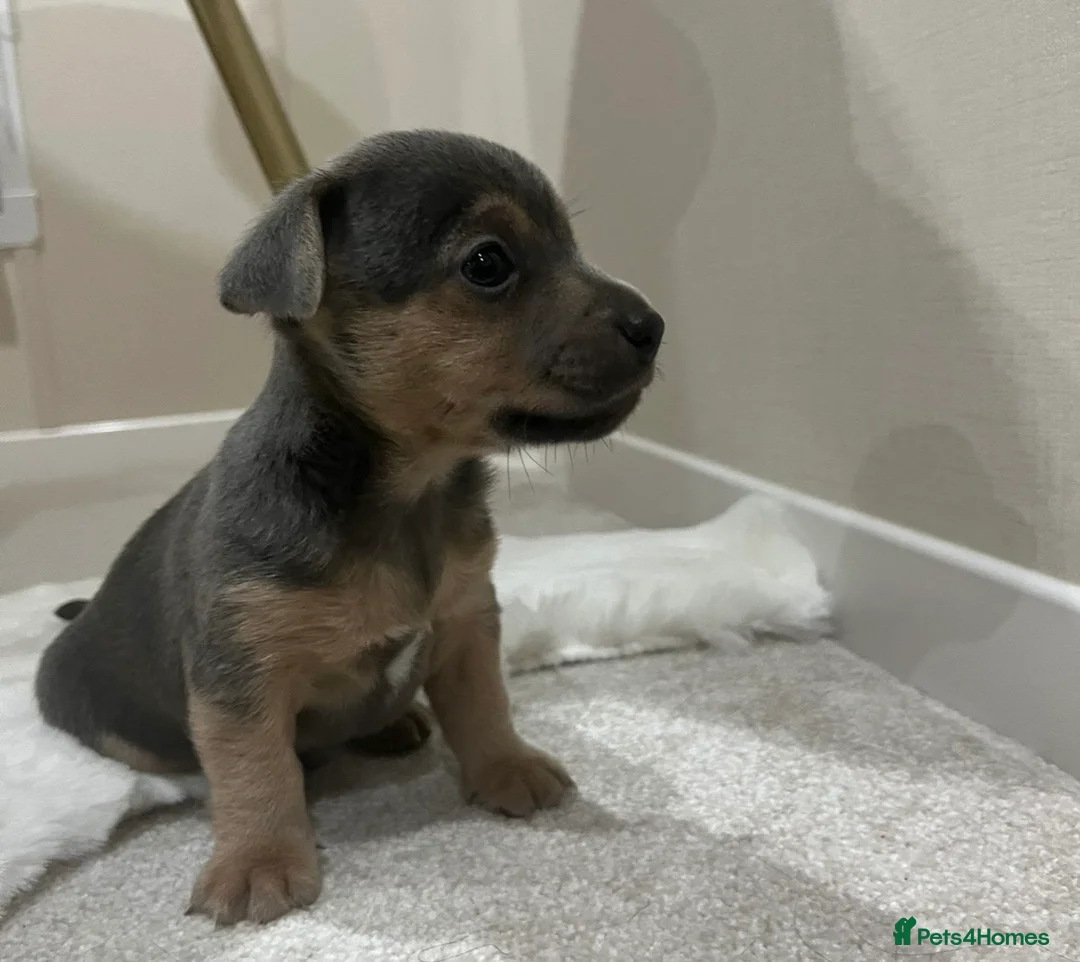 Jack Russell dogs for stud: Lenny Son of Much Wenlock Louie in Wokingham - Advert 25