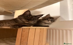 Maine Coon cats for sale: Maine Coon Kittens TICA Registered Cattery  - Image 38
