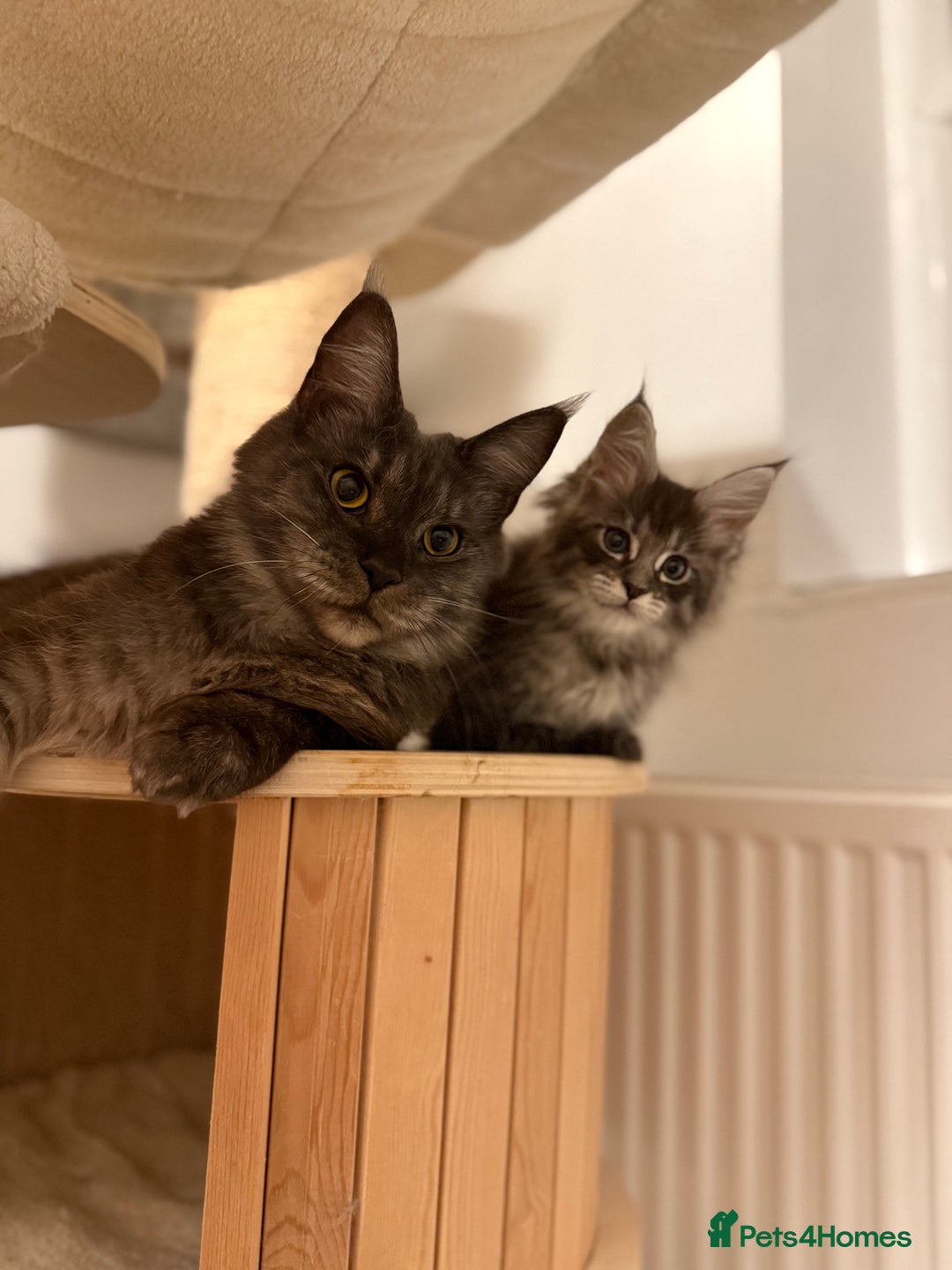 Maine Coon cats for sale: Maine Coon Kittens TICA Registered Cattery  - Image 38