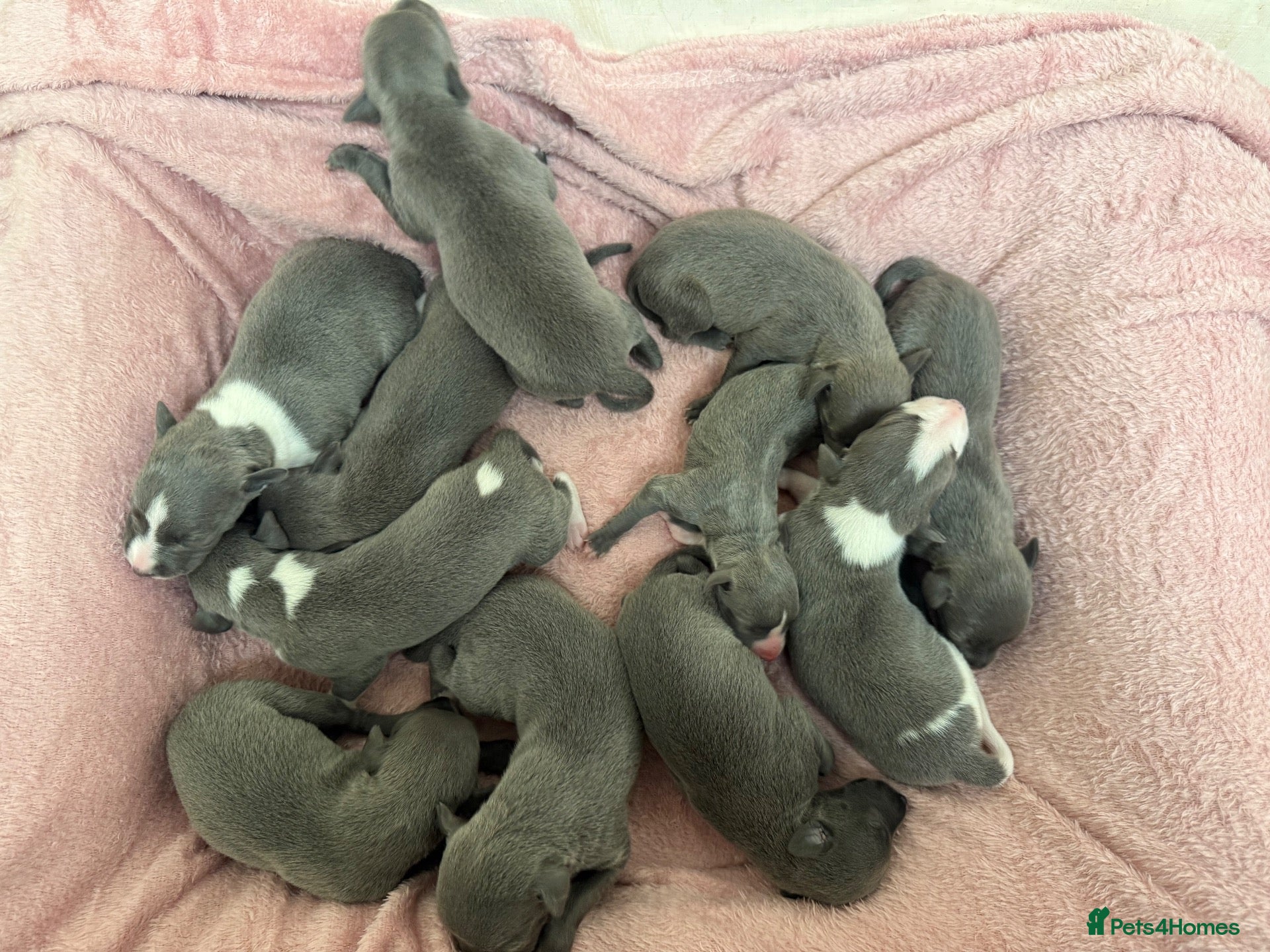 Whippet dogs All pups reserved , waiting list open  - Advert 8