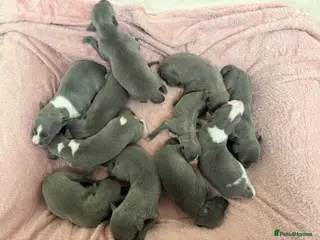 Whippet dogs All pups reserved , waiting list open - Advert 8