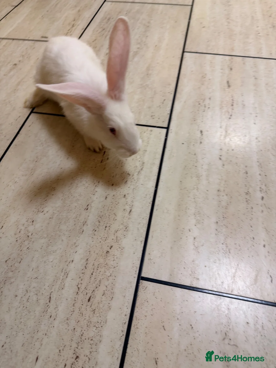 Flemish rabbits for sale: World largest rabbit  - Advert 2