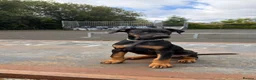 Dobermann dogs for sale: 1 FEMALE READY TO LEAVE NOW!! | Doberman pups!  - Advert 6