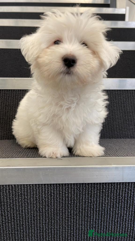Coton De Tulear dogs KC reg, COTON DE TULEAR available at studs.  - Advert 1