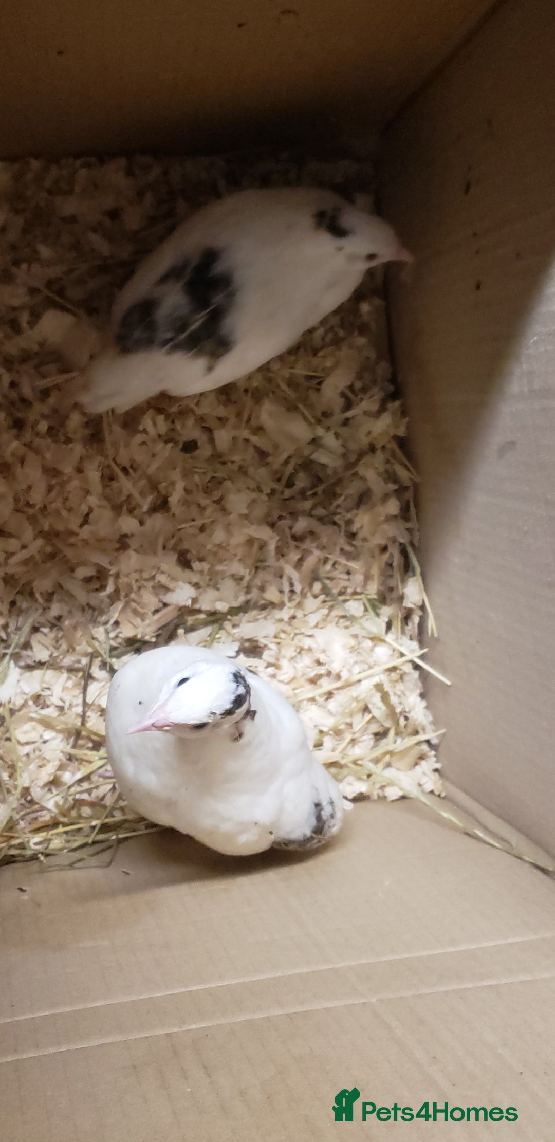 Quail poultry for sale: Quail Laying Type Cortinux - Advert 5