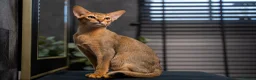 Abyssinian cats for sale: Majestic Abyssinian Boy-READY NOW-Champion Line - Advert 1