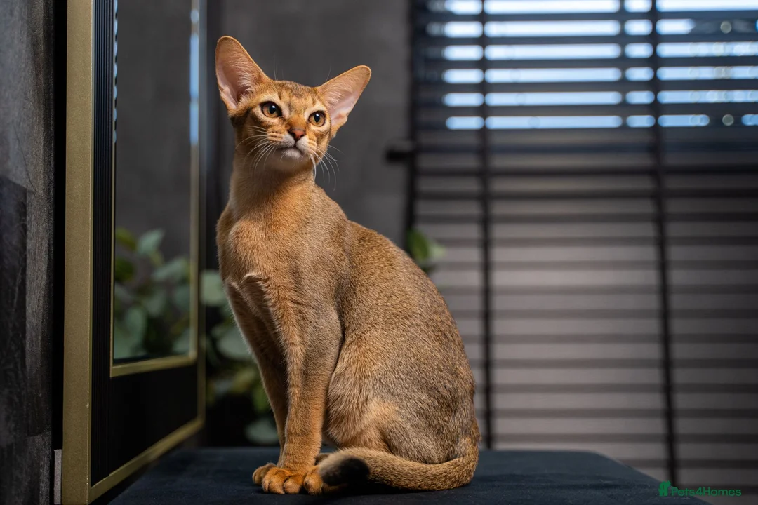 Abyssinian cats for sale: Majestic Abyssinian Boy-READY NOW-Champion Line - Advert 1