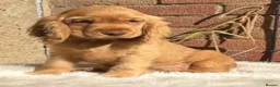 Cocker Spaniel dogs for sale: English show cockers  - Advert 11