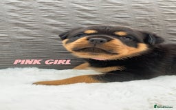 Rottweiler dogs for sale: Beautiful KC Rottweiler puppies - Image 11