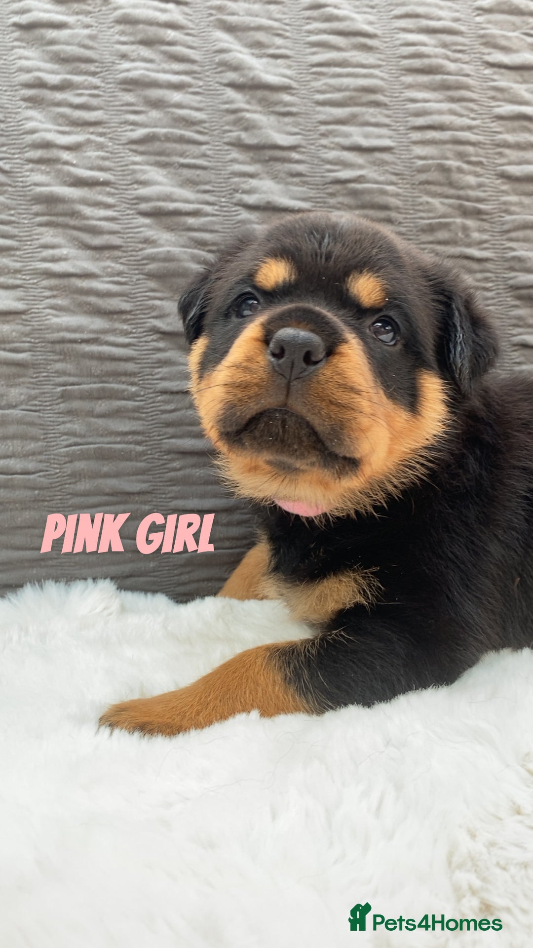 Rottweiler dogs for sale: Beautiful KC Rottweiler puppies - Image 11