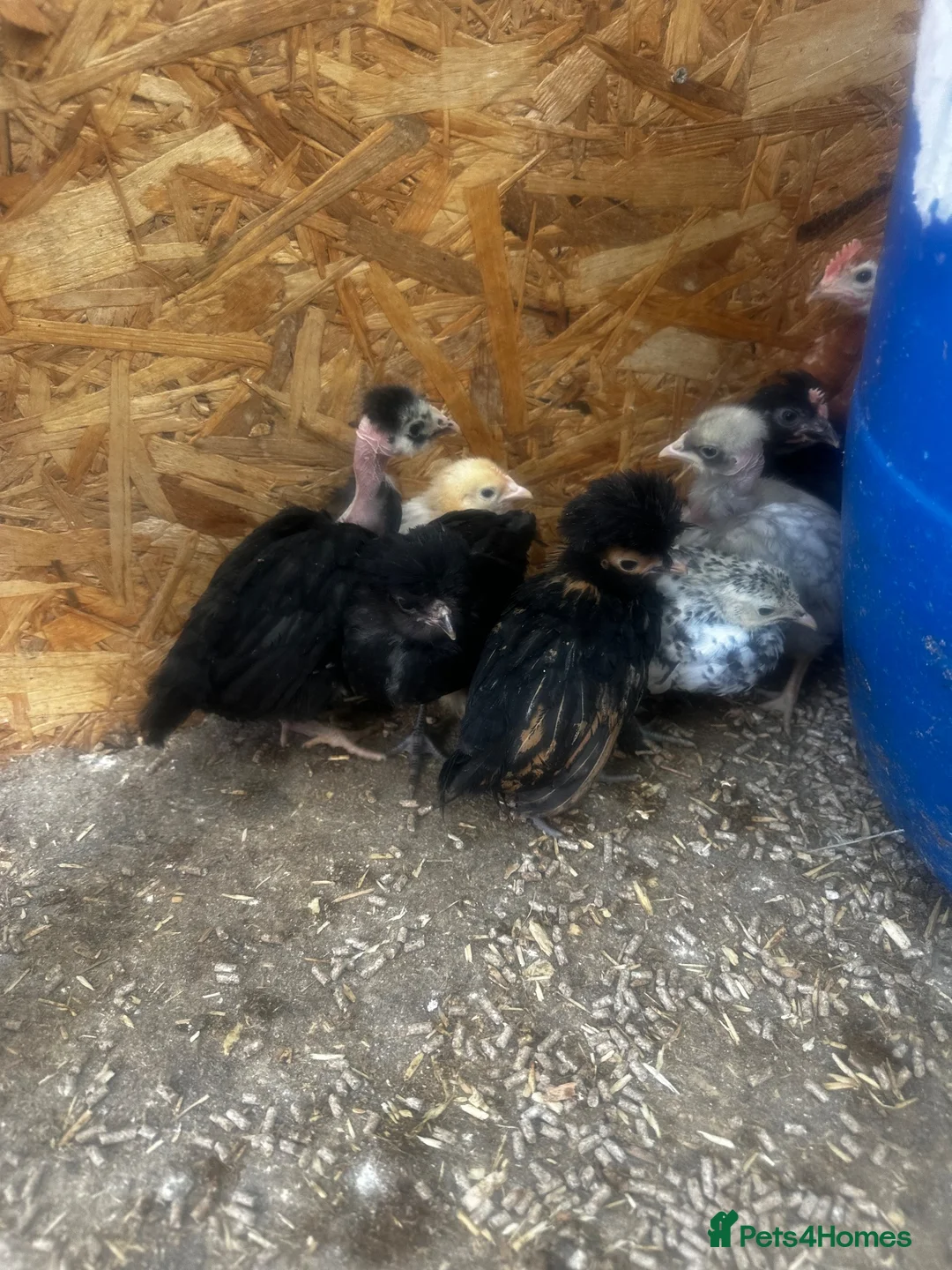 Chickens poultry for sale: Chickens, ducks and quails - Advert 2