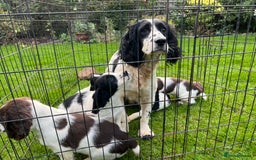 English Springer Spaniel dogs for sale: Traditional English springer spaniels  - Image 15