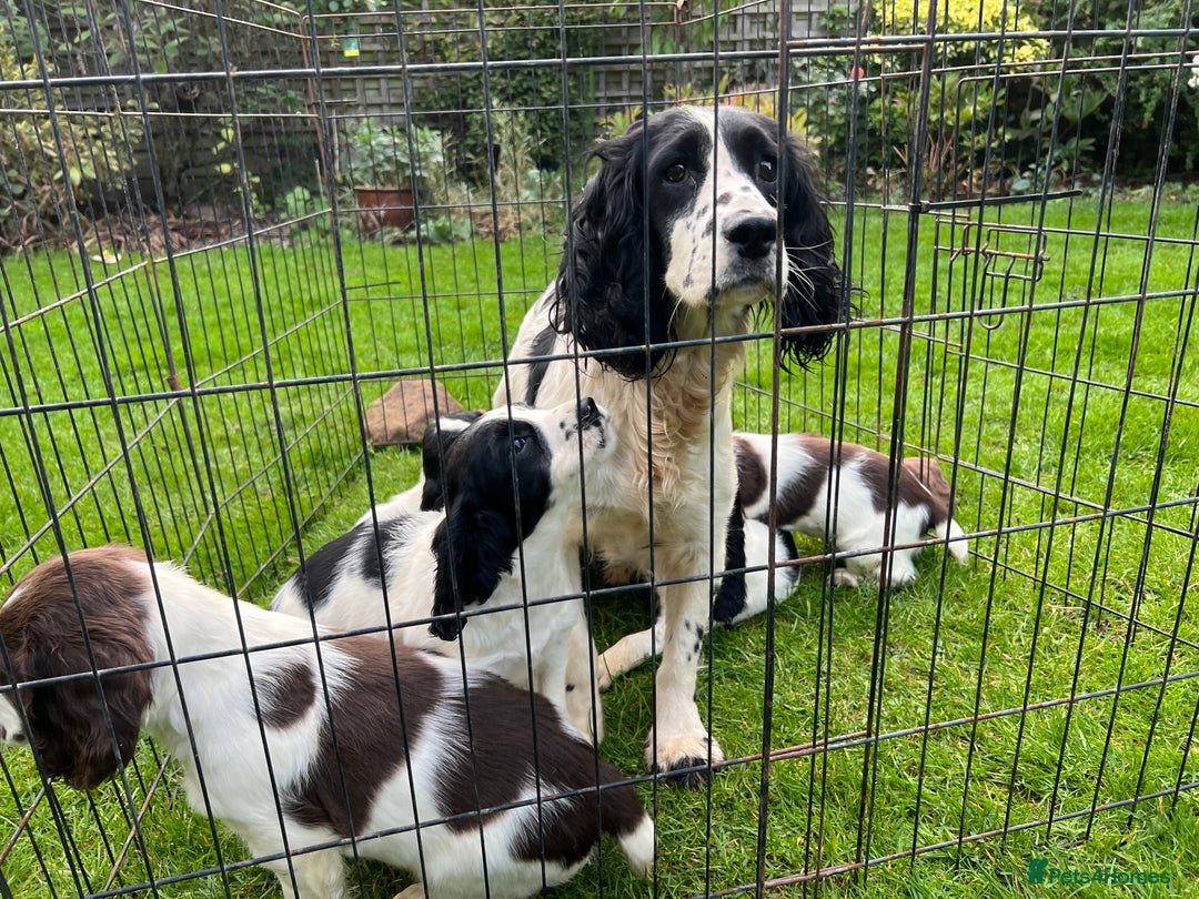 English Springer Spaniel dogs for sale: Traditional English springer spaniels  - Image 15