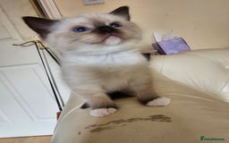 Ragdoll cats for sale: Three Ragdoll kittens - Image 9