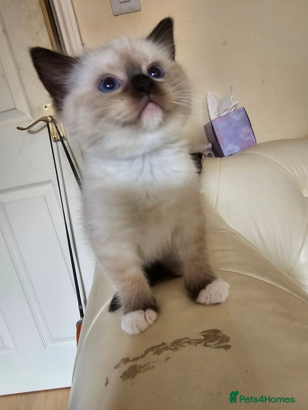 Ragdoll cats for sale: Three Ragdoll kittens - Image 9