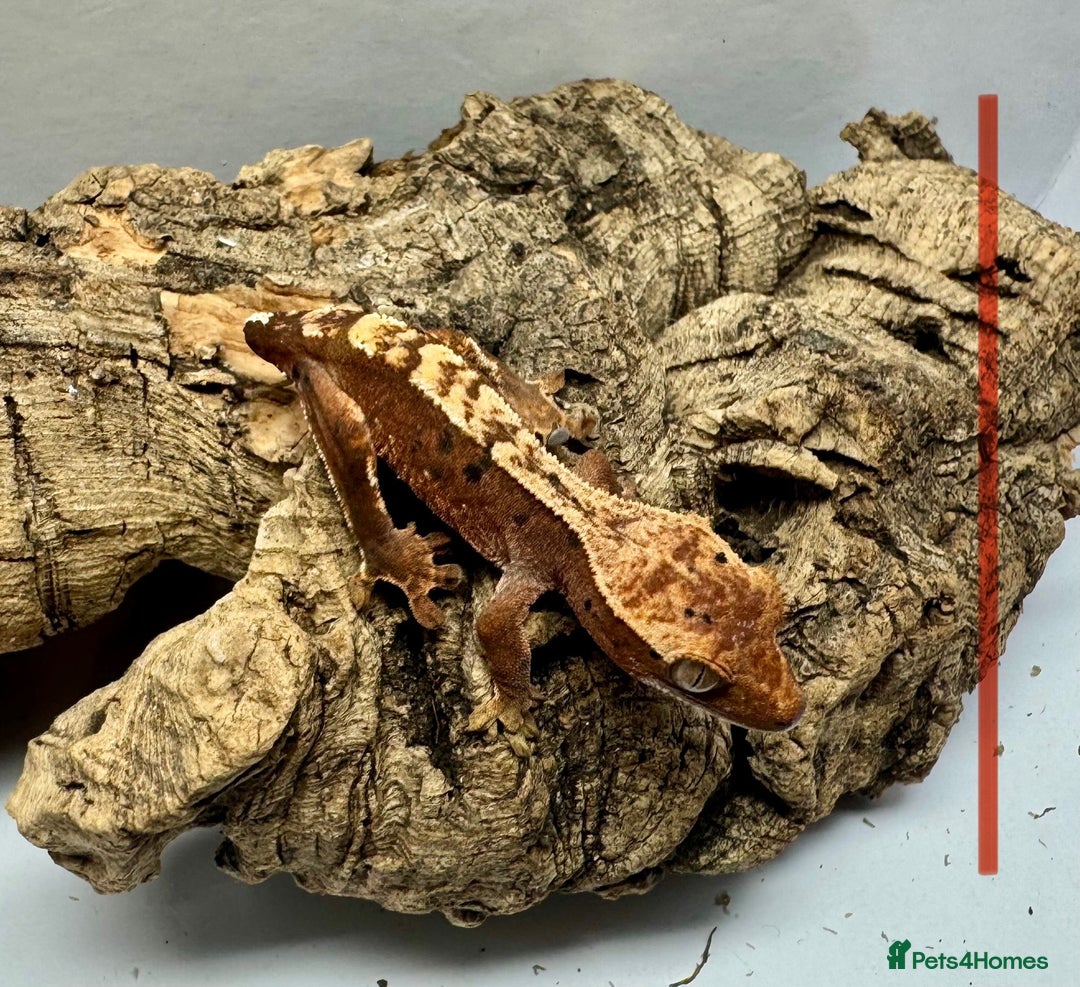 Gecko reptiles for sale: Baby Crested Geckos for Sale – Multiple Morphs  - Advert 3