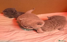 British Shorthair cats for sale: Stunning pure British shorthair kittens - Image 1