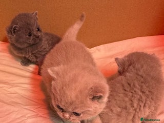 British Shorthair cats for sale - Advert 1