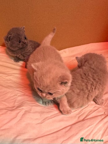 British Shorthair cats - Advert 1
