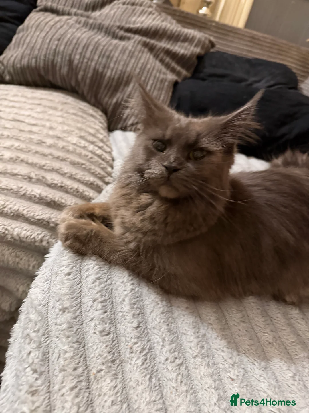 Maine Coon cats for sale: Beautiful Mainecoon girl - Advert 3