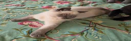 British Shorthair cats for sale: British shorthair kittens from 2 litter - Advert 15